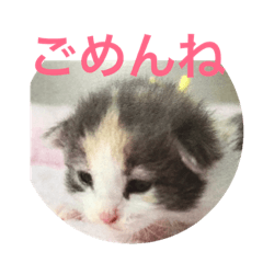 [LINEスタンプ] ノルウェージャンフォレストキャットニコ05