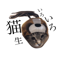 [LINEスタンプ] 可愛い猫「よりちゃん」