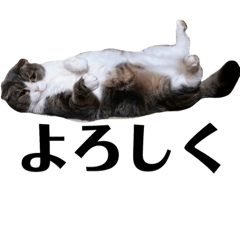 [LINEスタンプ] 猫の四兄弟