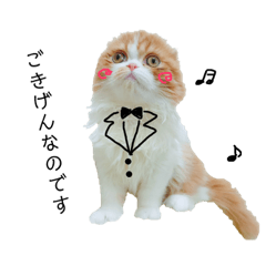 [LINEスタンプ] I am Fluffy Cat 3