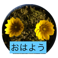 [LINEスタンプ] お花と挨拶