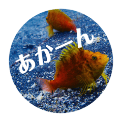 [LINEスタンプ] 関西弁の海の仲間2