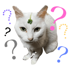 [LINEスタンプ] とりあえずうちのネコ