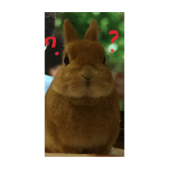 [LINEスタンプ] うさぎのぴーすけスタンプ