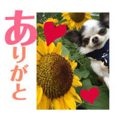 [LINEスタンプ] チワワのリク