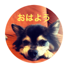 [LINEスタンプ] チッチくん