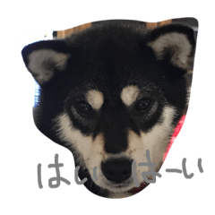 [LINEスタンプ] 柴犬マロ