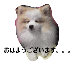 [LINEスタンプ] 天才ポメラニアンのポメ吉