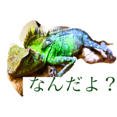 [LINEスタンプ] 我が家の爬虫類スタンプ！