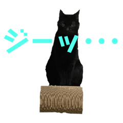[LINEスタンプ] ＊黒猫stamp＊