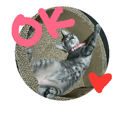 [LINEスタンプ] 心の友ネコ「にゃかの先生」