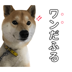 [LINEスタンプ] 柴犬ポポ