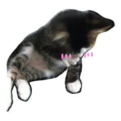[LINEスタンプ] 可愛い雑種猫と可愛いゴリラ犬