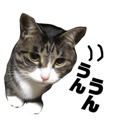 [LINEスタンプ] しろ＆しま