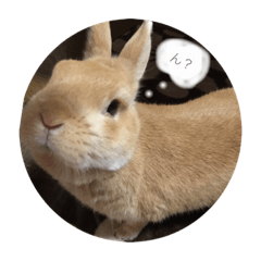 [LINEスタンプ] はむちゃんのすたんぷ