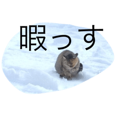 [LINEスタンプ] ぺんね
