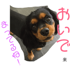 [LINEスタンプ] 空と来