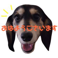 [LINEスタンプ] ジュニア＆リッキー+コタ