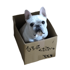 [LINEスタンプ] ほのぼのモモジロウ