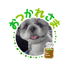 [LINEスタンプ] シーズーのムック♪