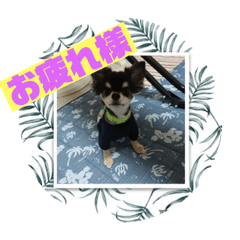 [LINEスタンプ] チワワ レオンそら 日常編2