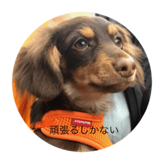 [LINEスタンプ] チワックス  ちゅんちゅん