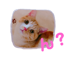 [LINEスタンプ] 癒し系にゃんこ