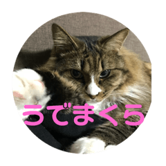[LINEスタンプ] コタローさんの日常