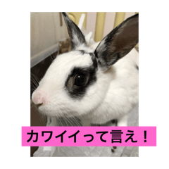 [LINEスタンプ] おマメのん