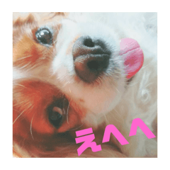[LINEスタンプ] 大好きな愛犬達