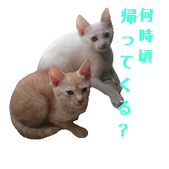[LINEスタンプ] 雪慶ニャーズ5(子猫編)