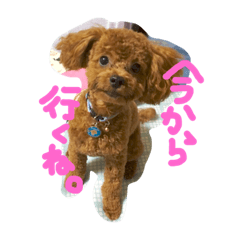 [LINEスタンプ] ちゃちゃまるくんのスタンプ
