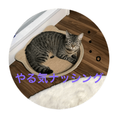 [LINEスタンプ] こふゆん3