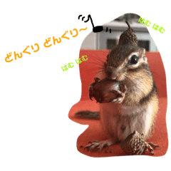[LINEスタンプ] シマリス どんぐり2
