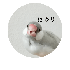[LINEスタンプ] シルバー文鳥 ことちゃん