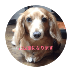 [LINEスタンプ] ミニチュアダックスのあひるちゃん