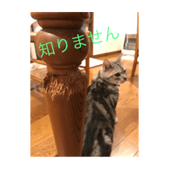 [LINEスタンプ] マリにゃんレオにゃん時々マッコリにゃん