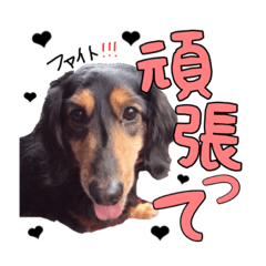 [LINEスタンプ] 愛犬ソラの可愛いスタンプ1