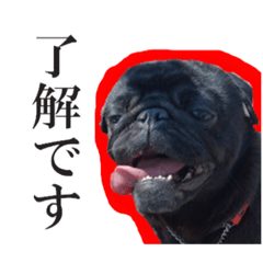 [LINEスタンプ] 黒パグもんちゃん