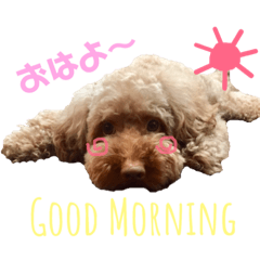 [LINEスタンプ] 我が家の愛犬天使