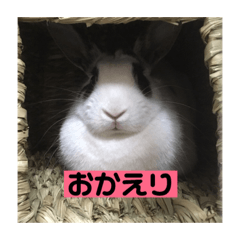 [LINEスタンプ] うちのおマメスタンプ