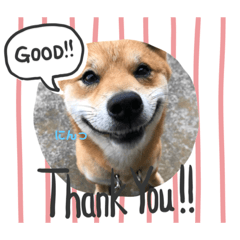 [LINEスタンプ] いぬさま