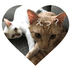 [LINEスタンプ] 猫ときどき犬 〜日常〜