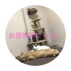 [LINEスタンプ] 猫ときどき犬 〜パート2〜
