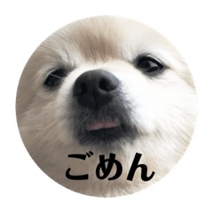 [LINEスタンプ] ポメって雪丸