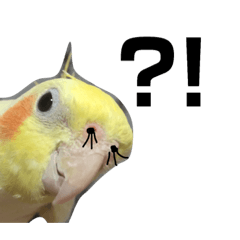 [LINEスタンプ] オカメのポロッポー
