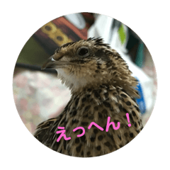 [LINEスタンプ] ロイちゃんスタンプ