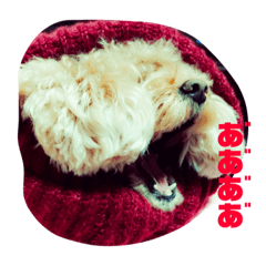 [LINEスタンプ] しぇりすたんぷ