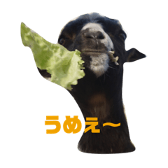 [LINEスタンプ] ヤギのメイちゃん