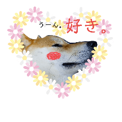 [LINEスタンプ] 柴犬ししまるDAYS